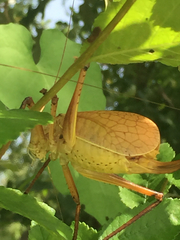 Paracyrtophyllus robustus