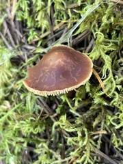 Gymnopus earleae
