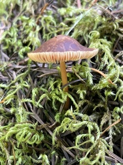 Gymnopus earleae