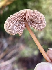 Gymnopus earleae