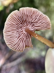 Gymnopus earleae