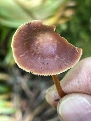 Gymnopus earleae