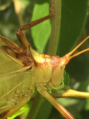 Paracyrtophyllus robustus