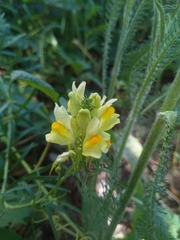Linaria vulgaris