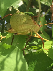 Paracyrtophyllus robustus