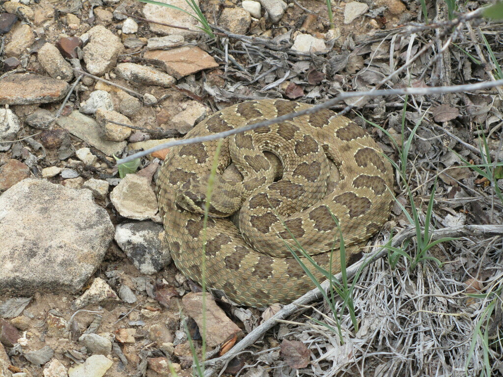 Prairie Rattlesnake from Montezuma County, CO, USA on June 13, 2010 at ...