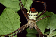 Argiope vietnamensis