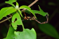 Argiope vietnamensis