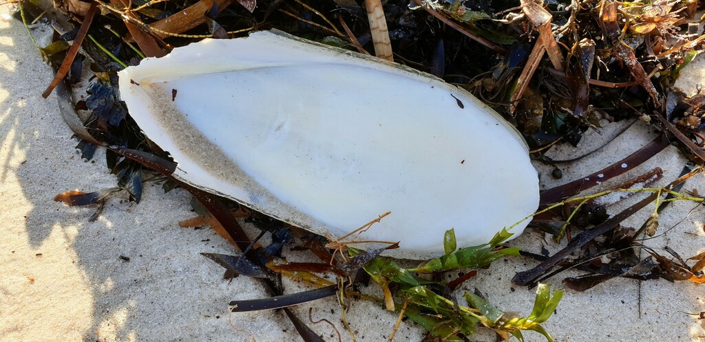 Typical Cuttlefishes in June 2022 by David Spencer Muirhead ...