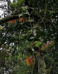 Psittacanthus schiedeanus
