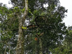 Psittacanthus schiedeanus