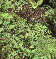 Sticherus owhyhensis