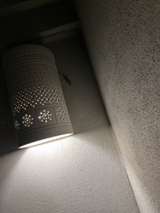 Lepidodactylus lugubris