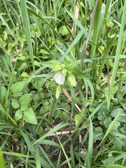 Campanula punctata punctata