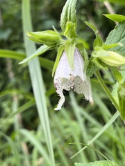 Campanula punctata punctata