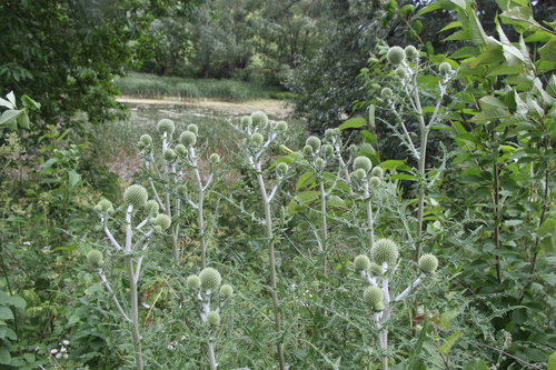 Echinops sphaerocephalus