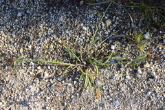 Cyperus congestus