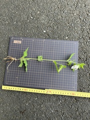 Campanula punctata punctata