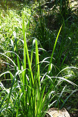 Lomandra hystrix