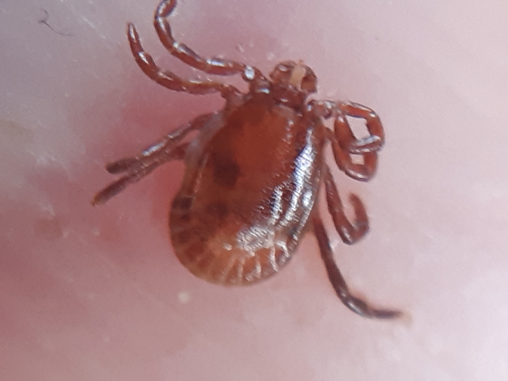 Relict tick