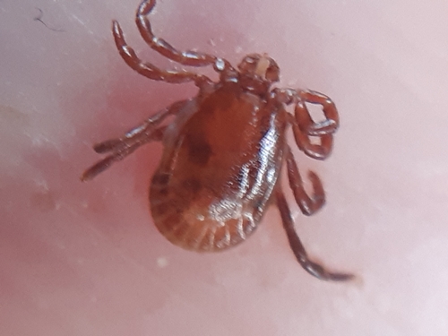Relict tick