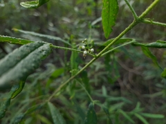 Zieria euthadenia