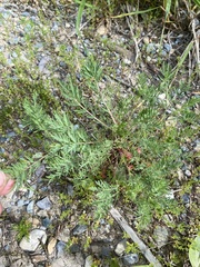 Sanguisorba occidentalis
