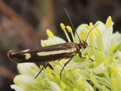 Scythris knochella
