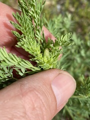 Sanguisorba occidentalis