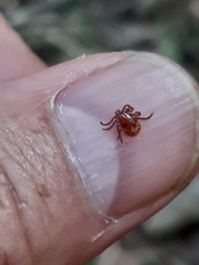Haemaphysalis concinna