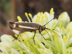 Scythris knochella