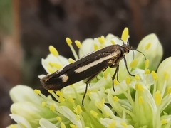 Scythris knochella