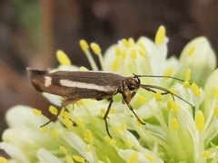 Scythris knochella