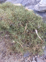 Sarcopoterium