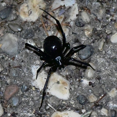Latrodectus hesperus