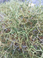 Sarcopoterium