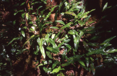 Elaphoglossum wawrae