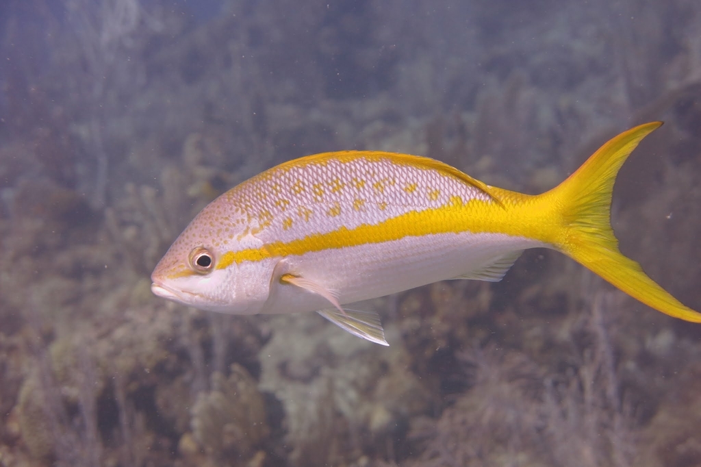 Yellowtail Snapper Fish Facts  Ocyurus chrysurus - A-Z Animals