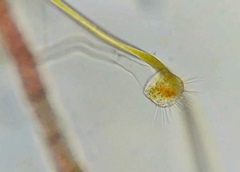 Ephelota