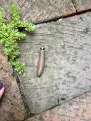 Litoprosopus futilis