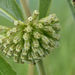 Asclepias viridiflora - Photo (c) davecz2,  זכויות יוצרים חלקיות (CC BY-SA), הועלה על ידי davecz2