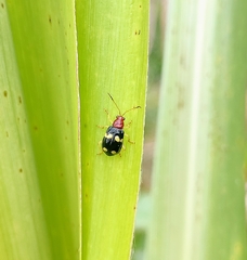 Gynandrobrotica lepida