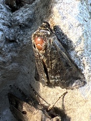 Abrostola tripartita