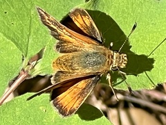 Ochlodes agricola
