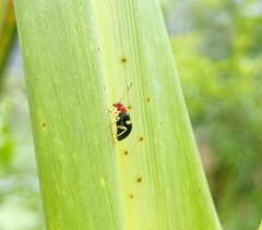 Gynandrobrotica lepida