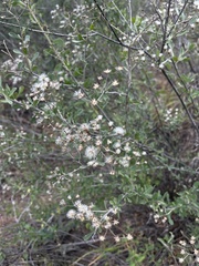 Orbivestus cinerascens