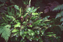 Elaphoglossum crassifolium