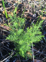 Asparagus declinatus