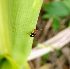 Gynandrobrotica lepida