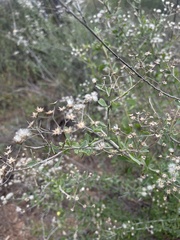 Orbivestus cinerascens